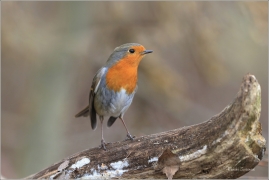 <p>ČERVENKA OBECNÁ (Erithacus rubecula) ------- /European robin - Rotkehlchen</p>